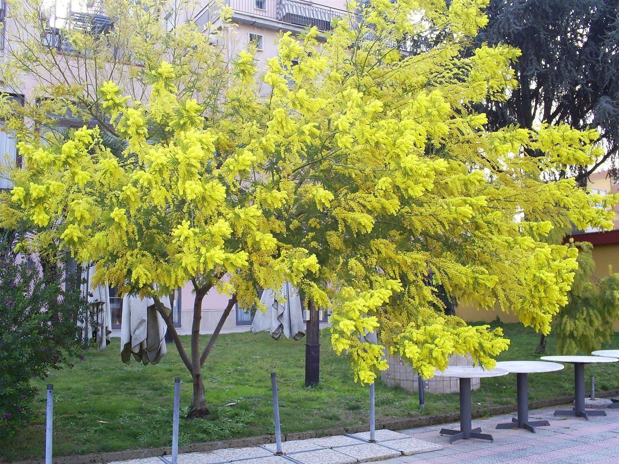 Pisani Hotel San Nicola La Strada Εξωτερικό φωτογραφία